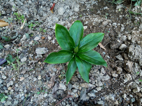 七叶一枝花幼苗图片图片