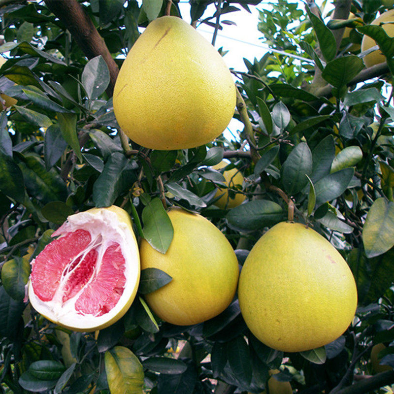 红心柚子2个5斤红肉蜜柚福建漳州平和琯溪红心柚现摘孕妇新鲜水果