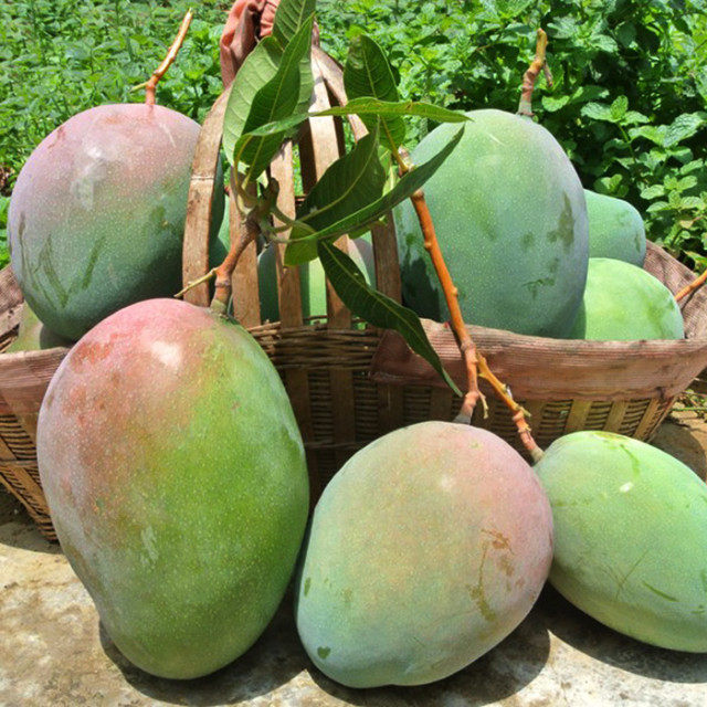 攀枝花6月特产 绿皮凯特芒果8斤包邮 新鲜水果超甜肉厚 限时抢购