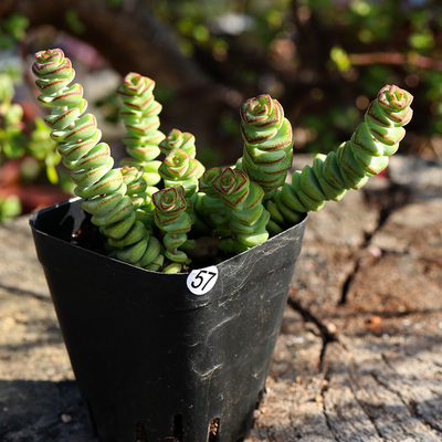 钱串群生大老桩迷你胖钱串多肉植物一物一拍花卉向阳派多肉园艺