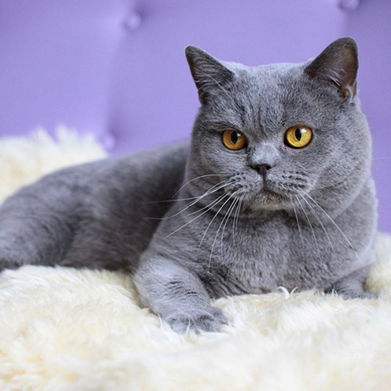 特价活体宠物猫 英国短毛猫_纯种蓝猫幼猫宠物猫咪活体喵喵英国短毛猫