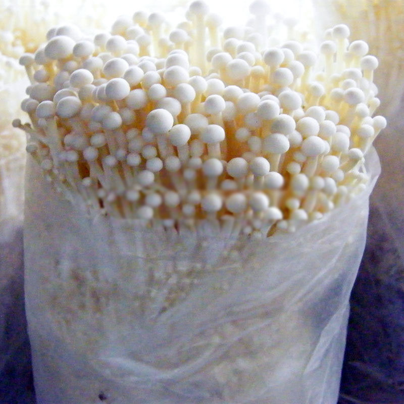 菌种包_蘑菇菌包 金针菇菌种菌棒食用菌种子家庭种植阳台办公室新鲜