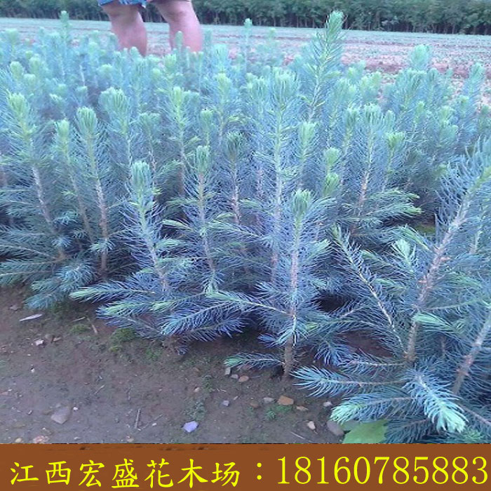 热销科罗拉多号_美国蓝杉树苗科罗拉多蓝杉小苗彩叶苗蓝杉营养钵苗