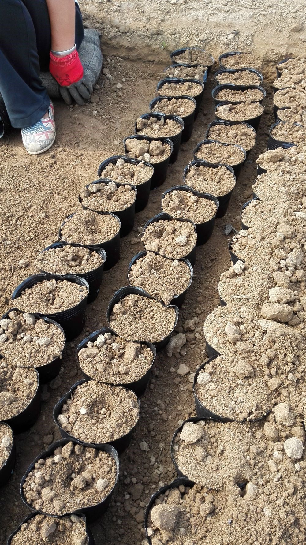 营养钵黑色塑料加厚营养杯兰花育苗袋育苗钵植树种植袋北京同发顺