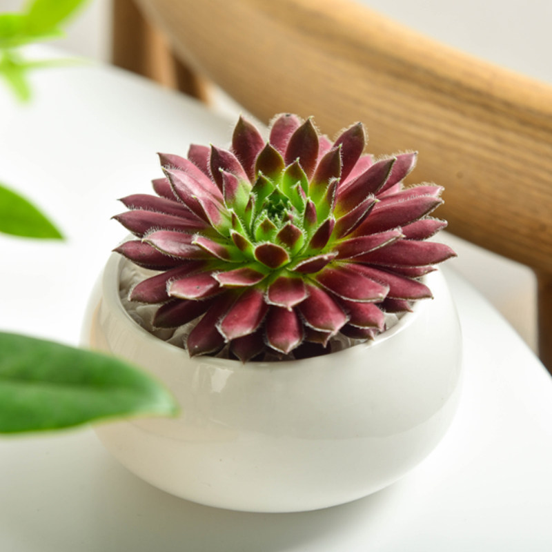 多肉植物组合盆栽_紫牡丹 多肉植物组合盆栽肉肉 肉嘟嘟室内多肉含盆