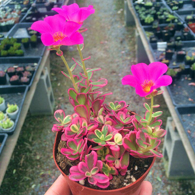 多肉馆/多肉【花锦】马齿苋/即将开花/组盆拼盘故事植物太阳