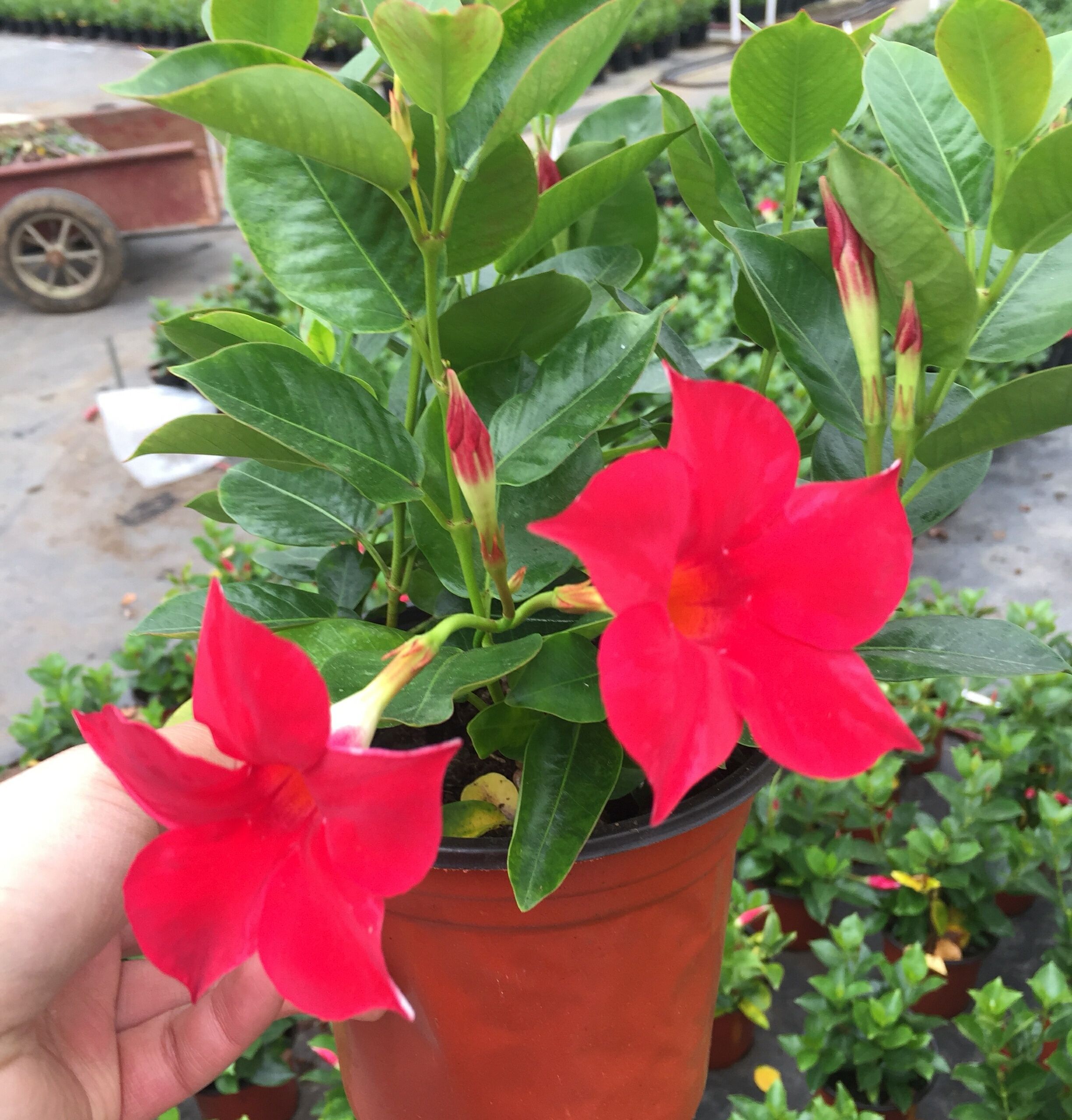 飘香藤双喜藤红蝉花盆栽耐热爬藤植物花期长攀爬藤花卉四季开花优惠券