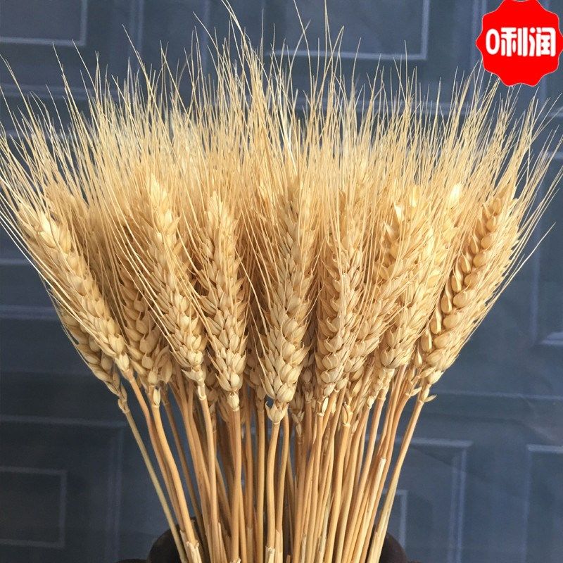 干花花束 干树枝 禅意_树枝干花道具装饰小麦麦穗大麦客厅插花花束