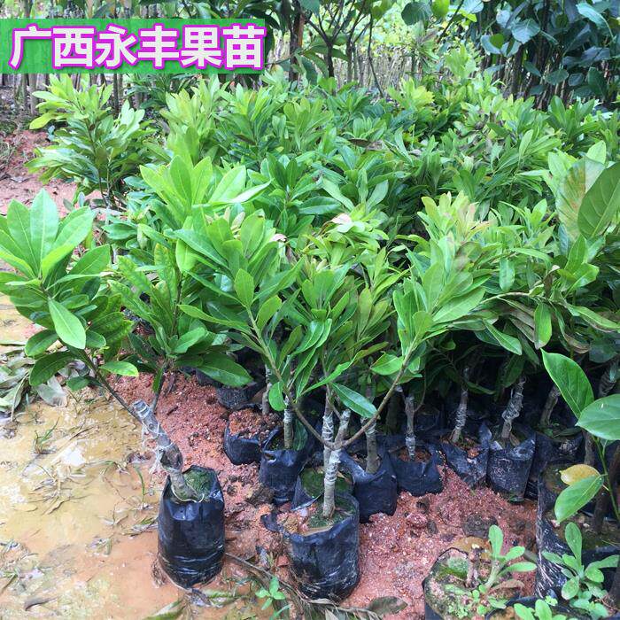 嫁接苗 东魁杨梅苗 杨梅苗 包邮 带叶 带营养小杯发货 杨梅树苗