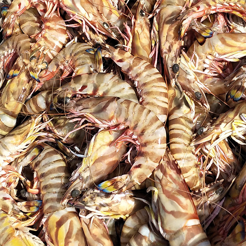 斑节虾_基围虾鲜活九节虾竹节虾海鲜活虾活冻大斑节虾花虾野生新鲜