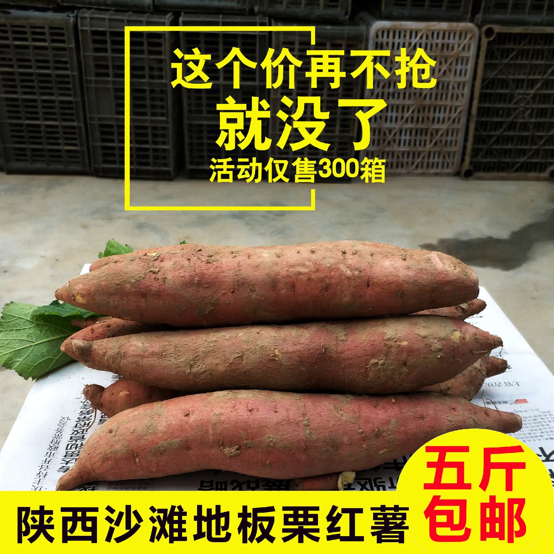 热销陕西板栗薯_新鲜红薯陕西沙地板栗薯小香薯红皮白心山芋地瓜番薯