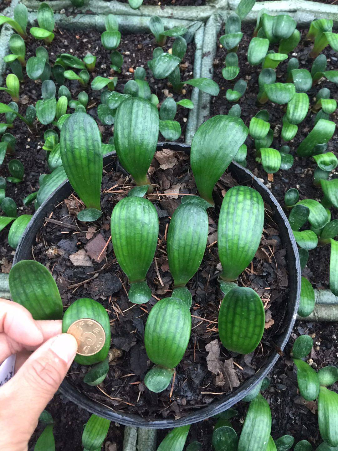 长春国兰君子兰苗 元宝虎头麻脸 盆栽室内立板大桥圆头君子兰精品