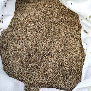 金丝雀芙蓉鸟黄雀鸟粮全国包邮 苏子白苏子软苏子鹦鹉鸟食饲料