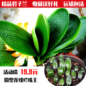 精品宽叶短叶君子兰盆栽圆头麻脸盆栽兰花小苗包邮微型龙纹珍珠王图片