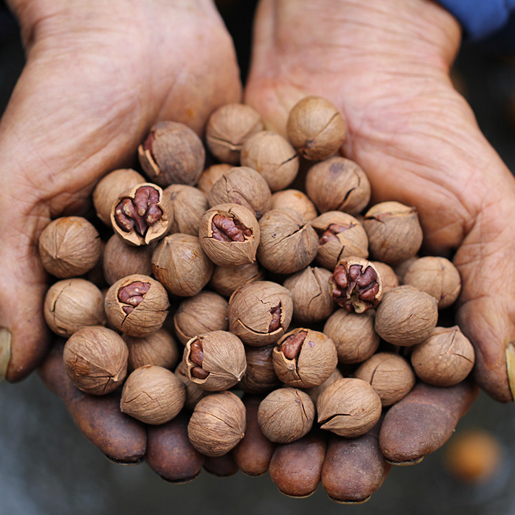 热销猕胡桃5斤包邮_19年新货临安山核桃500克袋装净含量炒货零食品小