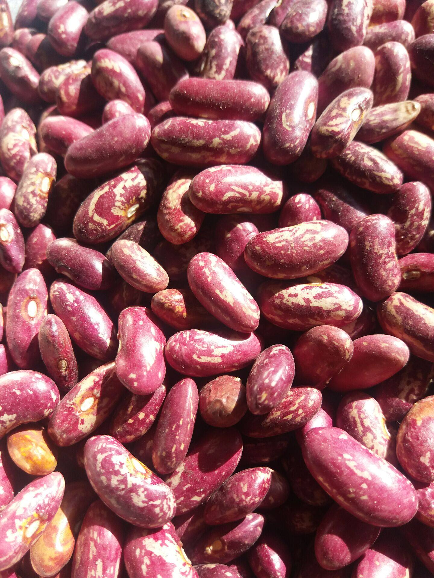 芸豆包邮 农家自产_东北农家自产五谷豆类大红豆冰赤豆粥红腰豆红芸豆