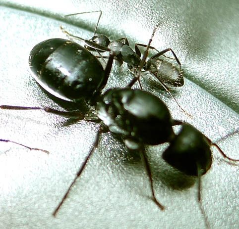 受精卵_蚂蚁工坊 蚂蚁庄园用繁殖蚁后 受精产卵蚁后一只 搭配工坊蚂蚁