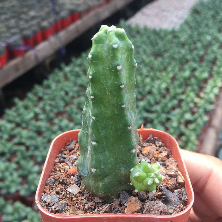 仙人掌桃太郎仙人球多肉植物组合盆栽室内美观开花肉肉植物防辐射