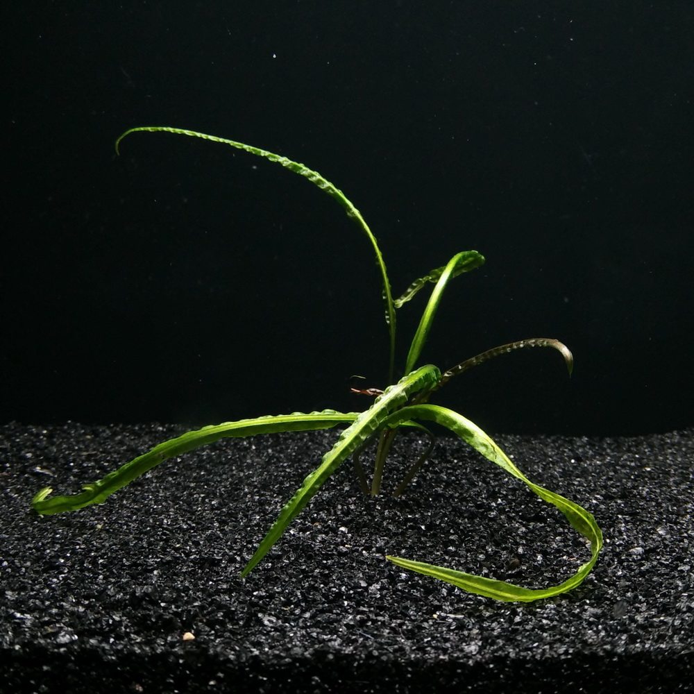 [千草堂水族水草]揉叶缎带椒草/越南椒/中株/水中叶/后景