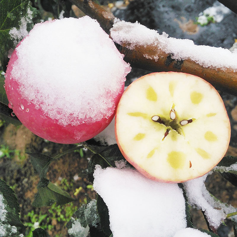 【雪苹果】精品甘肃静宁红富士原生态冰糖心苹果新鲜脆甜 5斤包邮