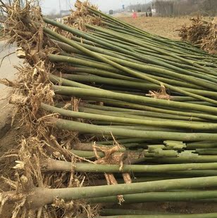 绿化树苗木青桐 梧桐苗 青桐树苗 中国梧桐树苗街道工程用苗木