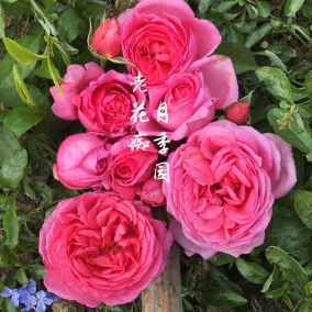 老花痴/夏娃/新品多季多头粉色藤本爬藤抗病植物花卉/花墙拱门