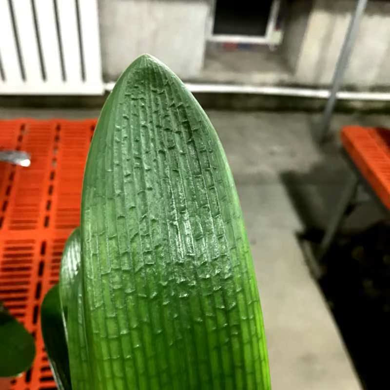 鲜花盆栽 吸甲醛_包邮立板大桥君子兰室内吸甲醛防辐射绿植物鲜花盆栽