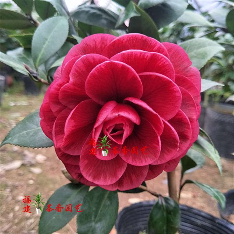 红叶贝拉青叶贝拉黑贝拉花贝拉大玫瑰盆栽茶花苗庭院盆栽花卉包邮图片