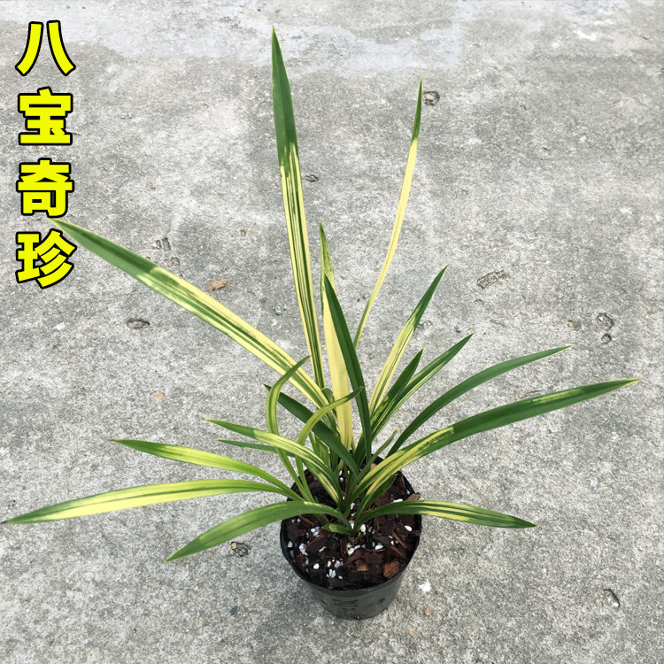 兰花苗建兰八宝奇珍金边线艺花卉室内盆景绿植盆栽花季带花苞包邮
