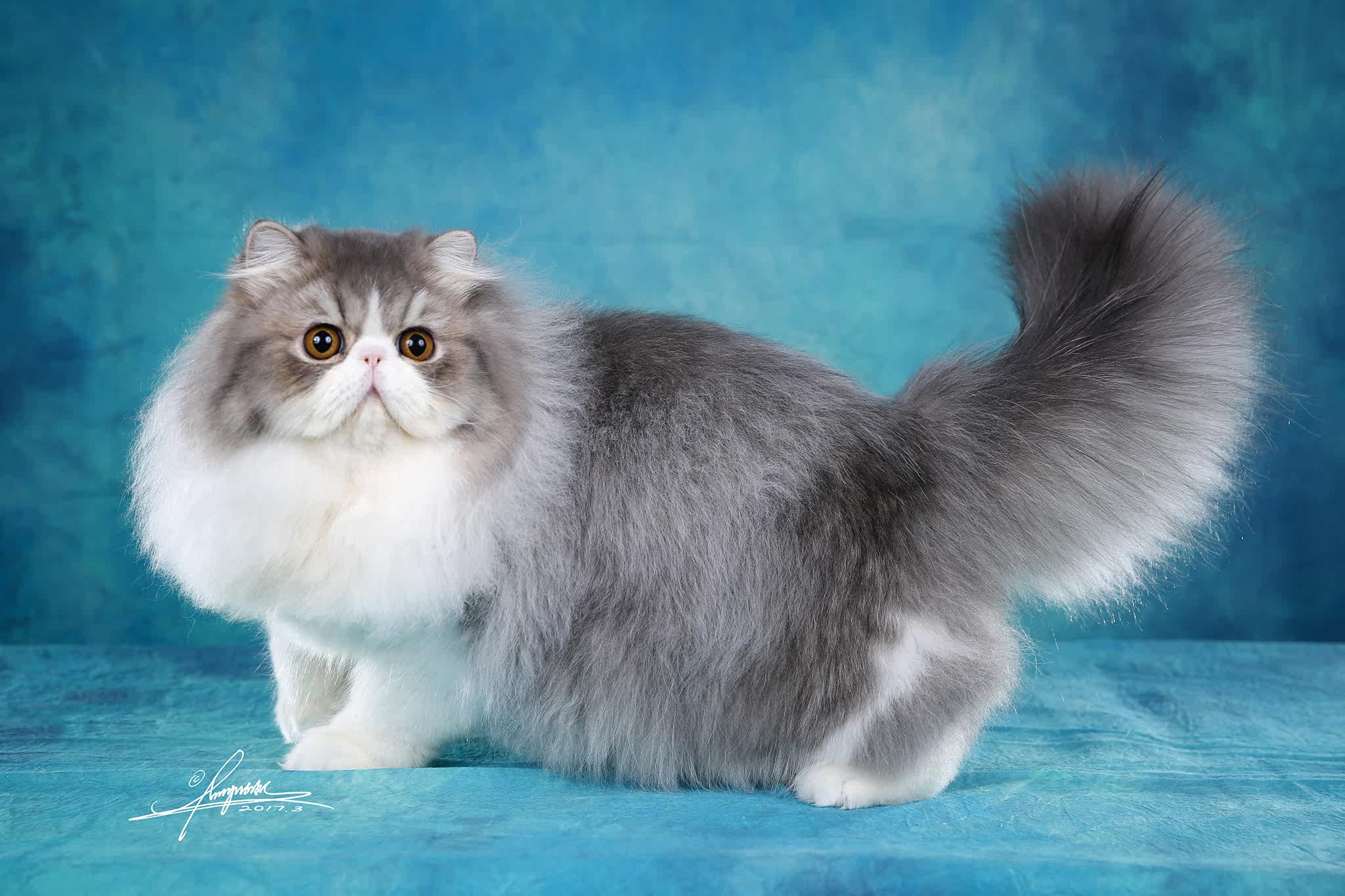 波斯猫_巧克力名猫苑—蓝莓dd cfa高赛级波斯猫异国长毛猫gc超级大