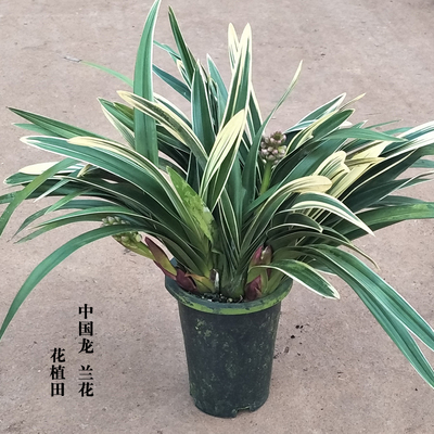 中国龙兰花国兰墨兰杂交兰年销花卉喜庆客厅盆栽苗带花苞促销包邮