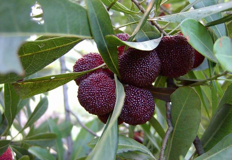 特价鲜杨梅 新鲜 5斤