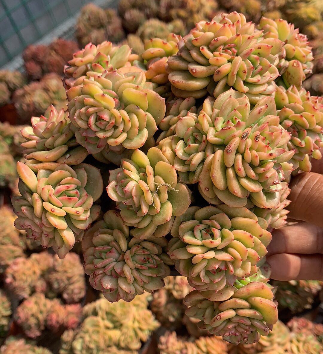 牡丹肉_黄金 蜡牡丹 大群 老桩 多肉 多肉植物 一物一拍优惠券