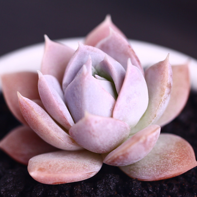 热销稀有多肉植物_多肉植物 木樨甜心 进口 多肉组合盆栽肉肉花卉套餐