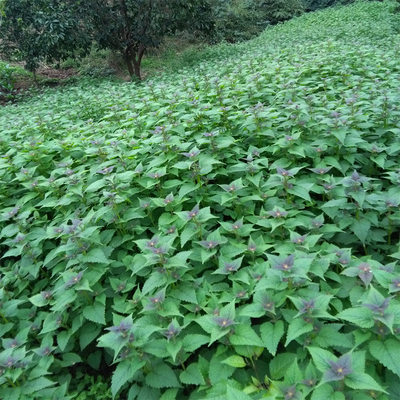 雈香菜 鱼香新鲜藿香叶500克 鱼香菜鱼香叶藿香苗下单新摘