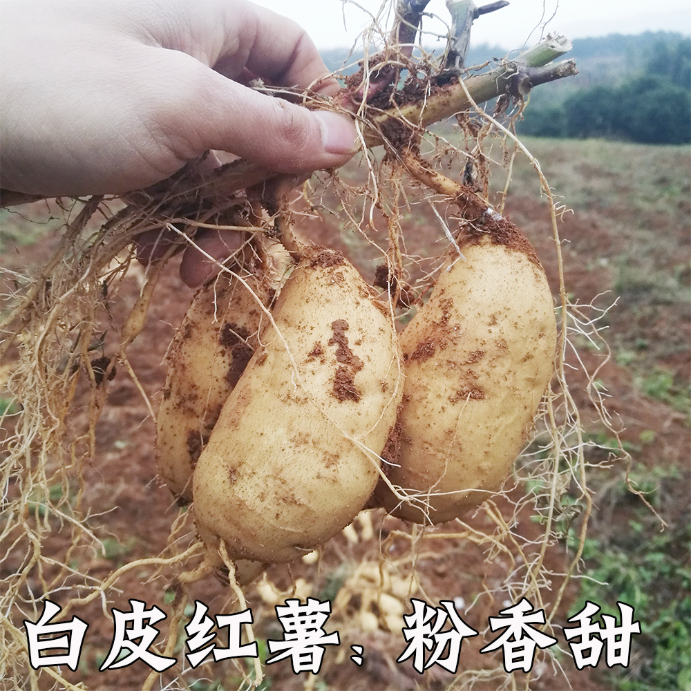 自家种植新鲜白皮红薯紫圈粉心地瓜5斤装包邮板栗香甜粉白番薯