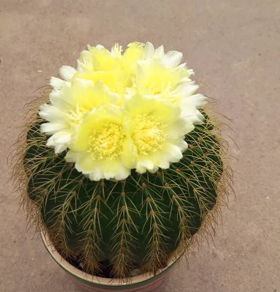 实生仙人球_维少 金丝猴 实生金冠 仙人球软刺防辐射开花大朵办公室满