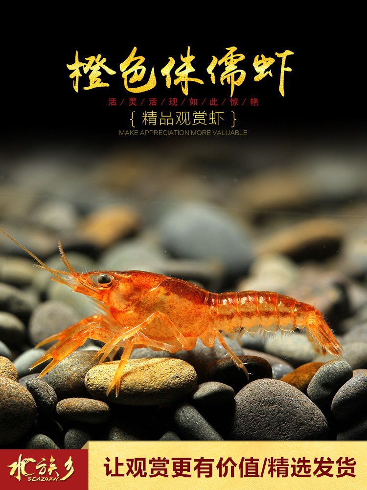 观赏虾活体_[水族乡]特萨努怒橘色蓝色侏儒鳌虾迷你鳌虾小型观赏宠物