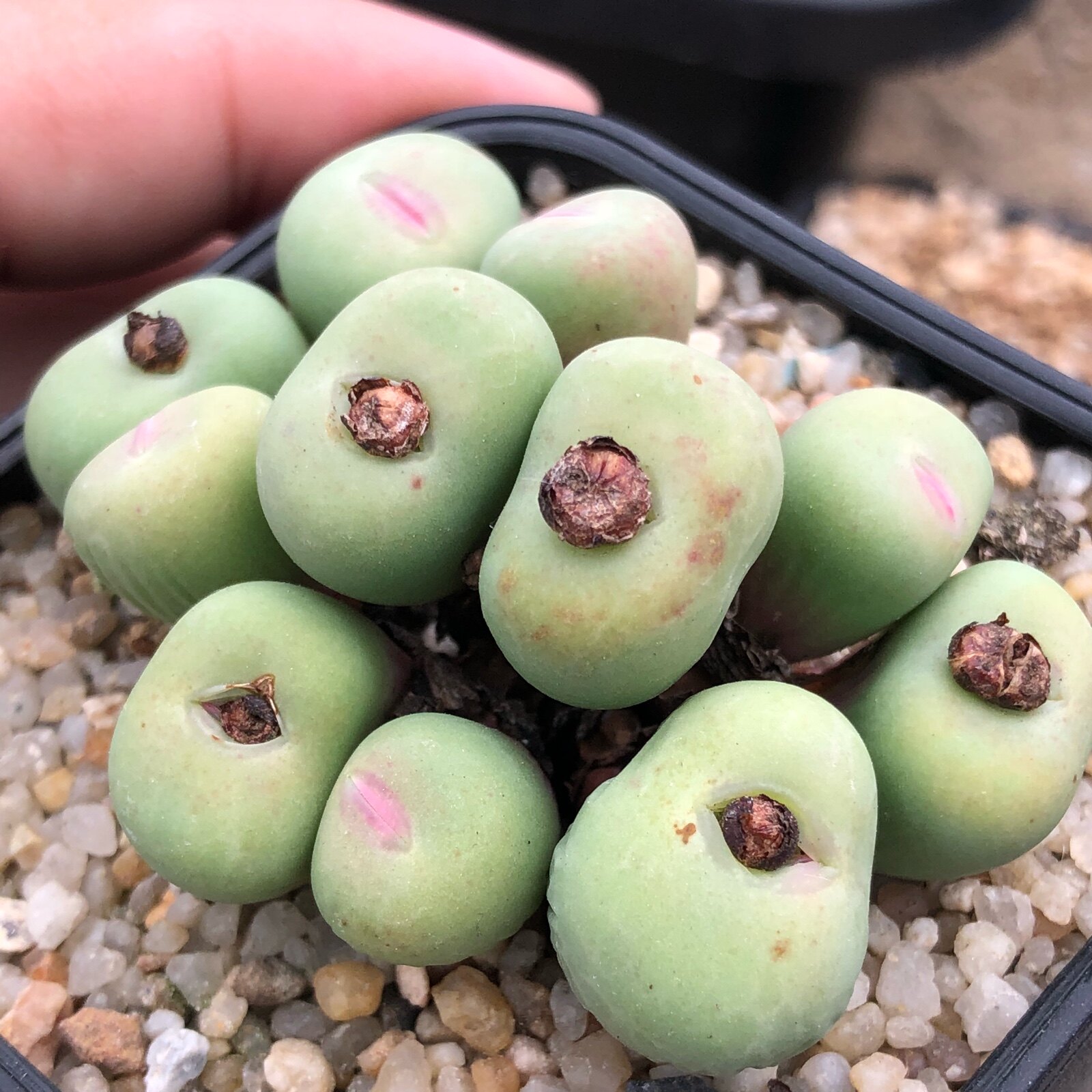 特价稀有多肉种子_大型p嘴 小红嘴 肉锥 番杏科 稀有多肉种子 自收 10