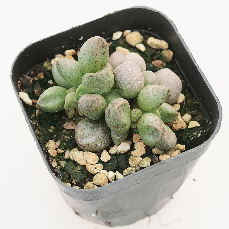 高端多肉植物进口_玛丽安水泡 松虫水泡 多肉植物 进口高端带盆载好