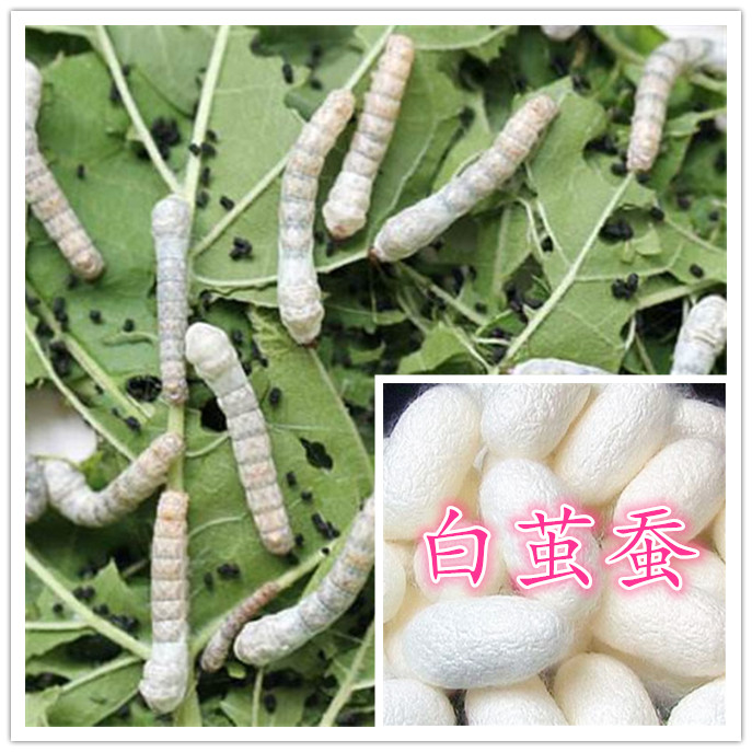 七彩蚕宝宝套装金丝蚕卵新鲜桑叶幼虫活体白色饲料养蚕彩色蚕