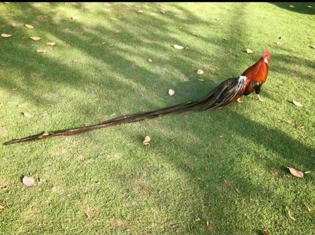 热销鸡苗_受精鸡种蛋三彩受精观赏鸡蛋鸡苗宠物鸡可孵化长尾鸡蛋包