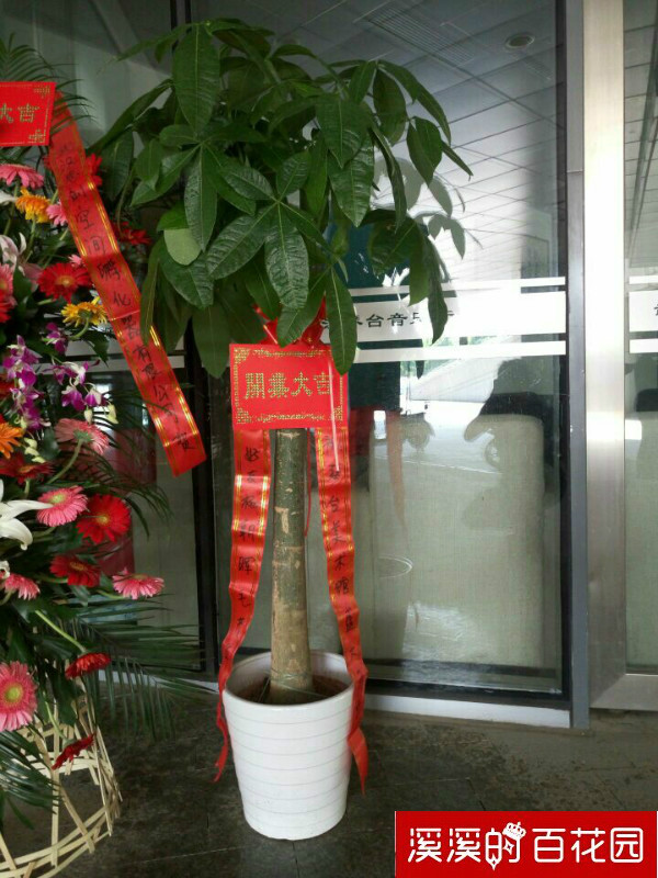 武汉开业乔迁庆典植物发财树摇钱树金钱树绿萝富贵笼等实体店配送