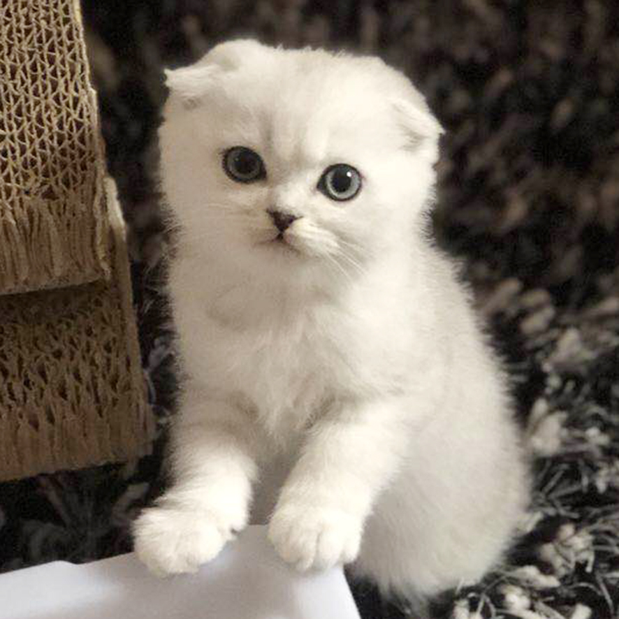 折耳猫幼猫 英国短毛猫