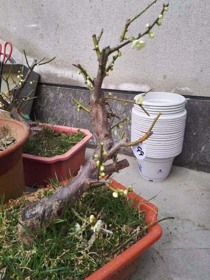 一折双色盆_正宗台阁绿萼,金钱绿萼|原生绿萼梅,双色梅盆栽.