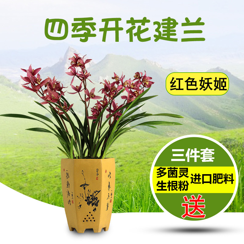 妖姬_兰花盆栽植物室内四季建兰红色妖姬无花苞名贵浓香花卉绿植兰花