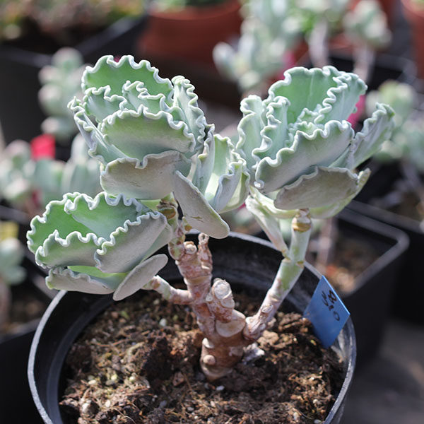 【又到多肉季】银色的王冠——银波锦