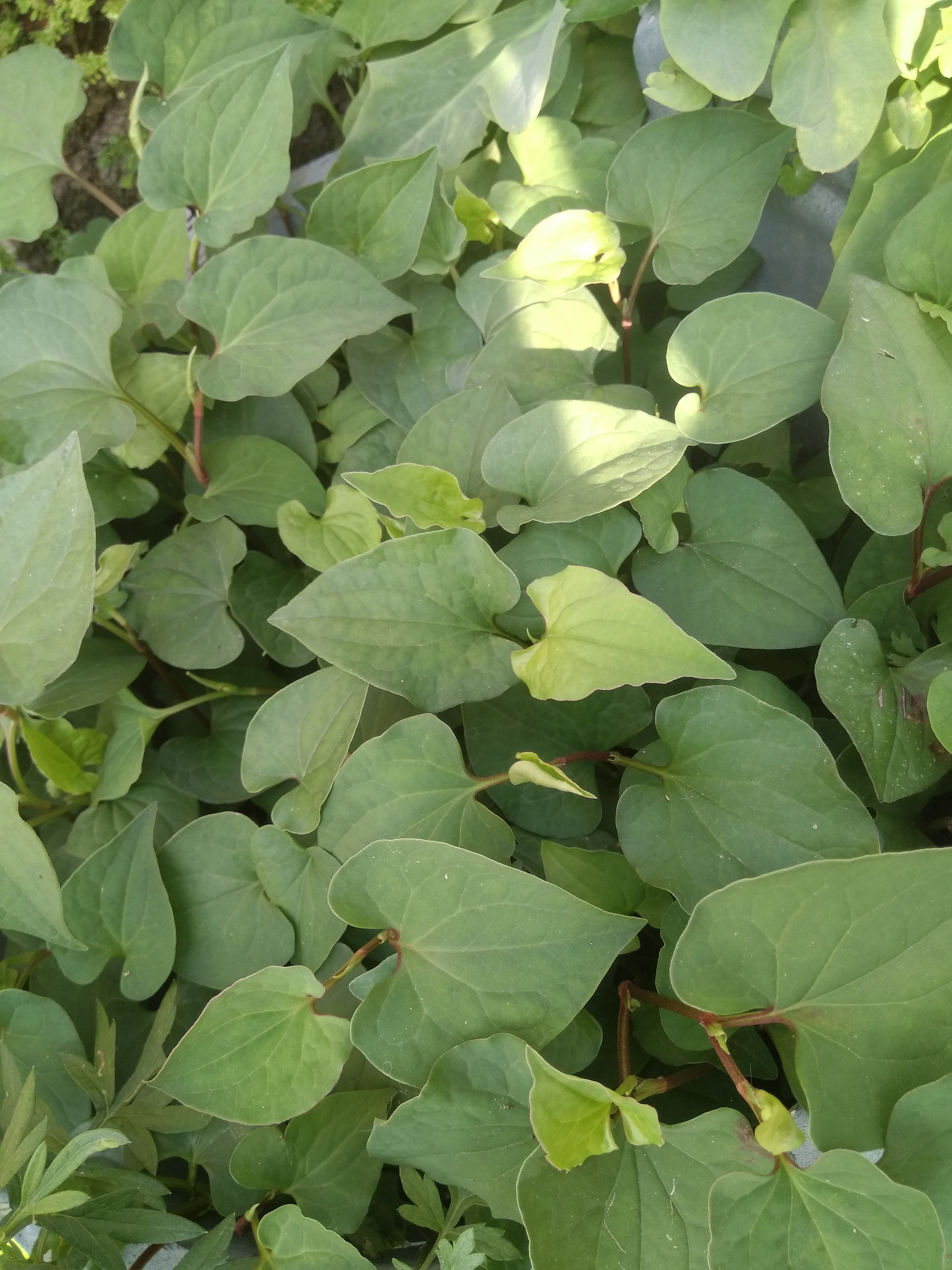 一折鱼腥草叶子_大埔特产新鲜鱼腥草叶子折耳根叶现摘嫩叶野生500g