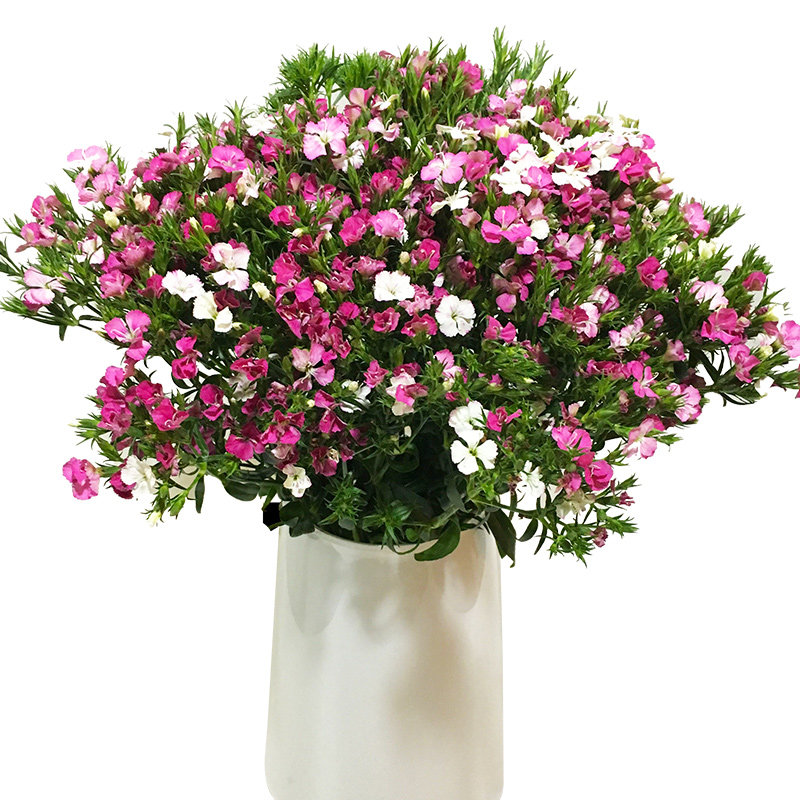 热销相思梅_云南昆明批发相思梅插花瓶鲜花同城速递ems空运包邮优惠券