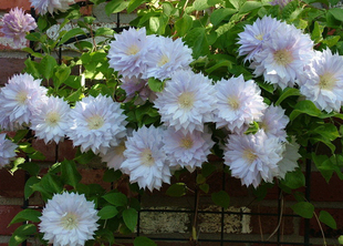 铁线莲&;沃金美女&;100#黑盆花卉庭院花园阳台 爱种花的王大爷